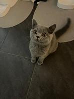 Briste korthaat met stamboom, Poes