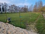 Paardenwei te huur in Sommelsdijk, Dieren en Toebehoren, Stalling en Weidegang