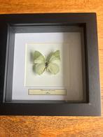 Vlinder - Charaxes Subornatus - inclusief zwarte lijst, Ophalen, Zo goed als nieuw, Insect, Opgezet dier
