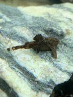 Erethistes Jerdoni (Hara Jerdoni) dwergvleugelmeerval, Vis