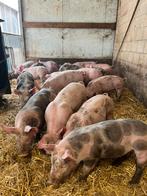 Mooie scharrel varkens., Dieren en Toebehoren