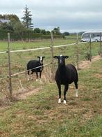 2 mooie ooien, Dieren en Toebehoren, Schapen, Geiten en Varkens, Vrouwelijk, Schaap