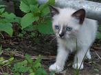 Kitten te koop, Dieren en Toebehoren, Katten en Kittens | Raskatten | Langhaar, Poes, 0 tot 2 jaar
