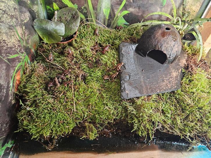 E. anthonyi (tricolor) Driestreep kikker