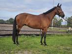 Brave recreatie/sport pony te koop!, Merrie