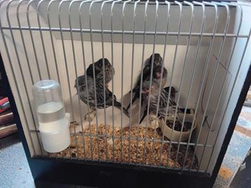 Koppels kanaries rood zwart mozaïek  beschikbaar voor biedingen