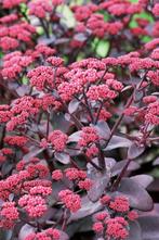 Paarsbladige Sedum 'Xenox' - Roze bloei – bijenplant, Overige soorten, Volle zon, Vaste plant, Ophalen of Verzenden