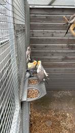 0-1 witmasker gezoomd 2025, Dieren en Toebehoren, Vrouwelijk, Parkiet, Geringd