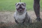 American bully reu, 1,5 jaar oud met stamboom, Rabiës (hondsdolheid), 1 tot 2 jaar, Eén hond, Nederland
