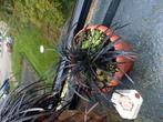 slangebaard vaste plant, Overige soorten, Volle zon, Vaste plant, Ophalen of Verzenden