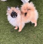Pomeranian klein teefje, 15 weken tot 1 jaar, Overige rassen, CDV (hondenziekte), Teef