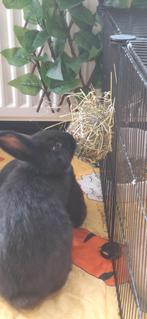 Kleurdwerg konijnen, Dieren en Toebehoren, Konijnen