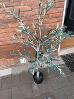 Kunst Olijfboompje - Decoratief, Huis en Inrichting, Kamerplanten, Ophalen, 100 tot 150 cm, Overige soorten, Halfschaduw