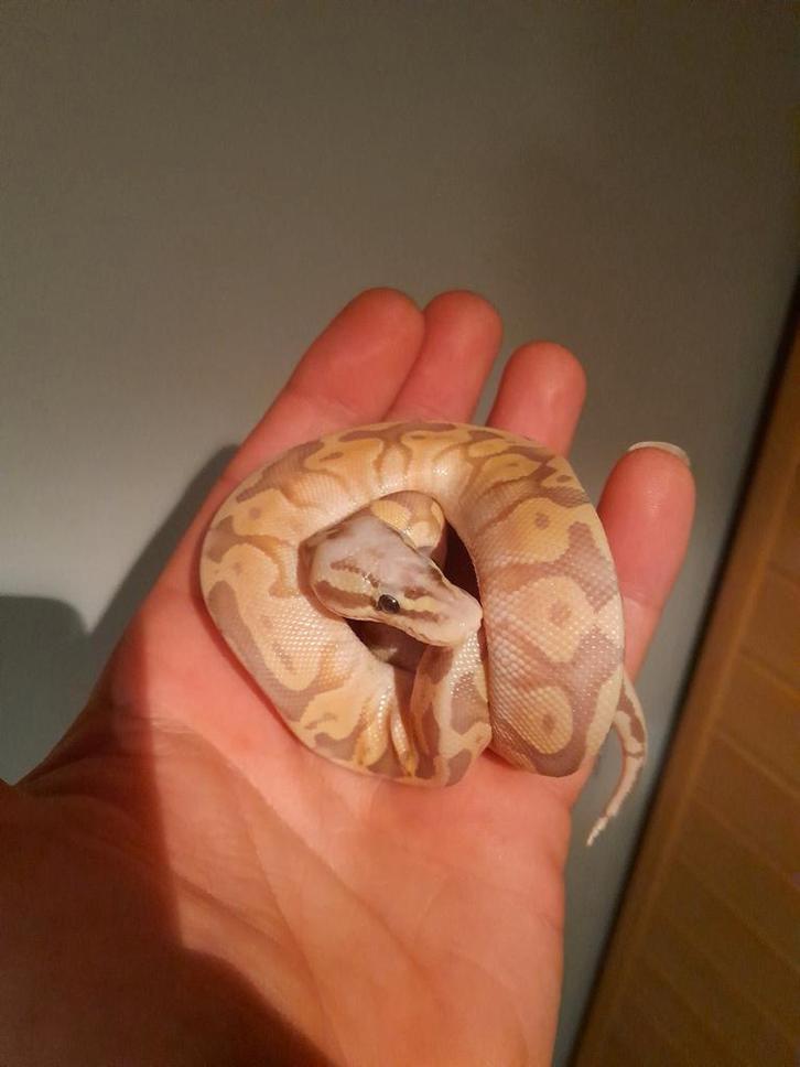 3 laatste nk python regius van 25.