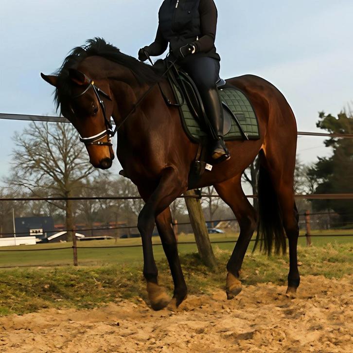 ☘️️ Prachtige😍 talentvolle merrie 4 jaar 1.57,5cm☘️❤️, Dieren en Toebehoren, Paarden, Merrie, B, Minder dan 160 cm, 3 tot 6 jaar