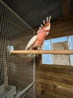 Inca kaketoe man 2017, Dieren en Toebehoren, Vogels | Parkieten en Papegaaien, Papegaai, Mannelijk