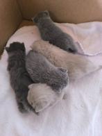 Britse Korthaar kittens, Dieren en Toebehoren, Katten en Kittens | Raskatten | Korthaar, Poes, Ontwormd, 0 tot 2 jaar