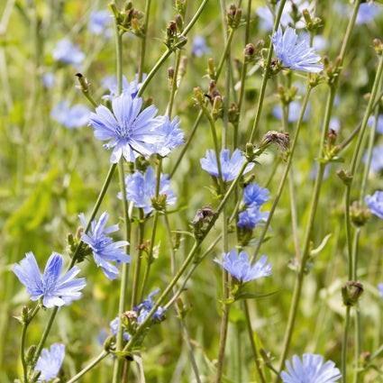 Wilde cichorei te koop, Tuin en Terras, Planten | Tuinplanten, Overige soorten, Zomer, Ophalen