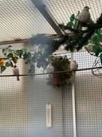 diamantduiven, Meerdere dieren