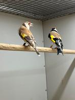 Majoor Putters Wildkleur & Witkeel, Dieren en Toebehoren, Vogels | Overige Vogels, Meerdere dieren, Tropenvogel, Geringd