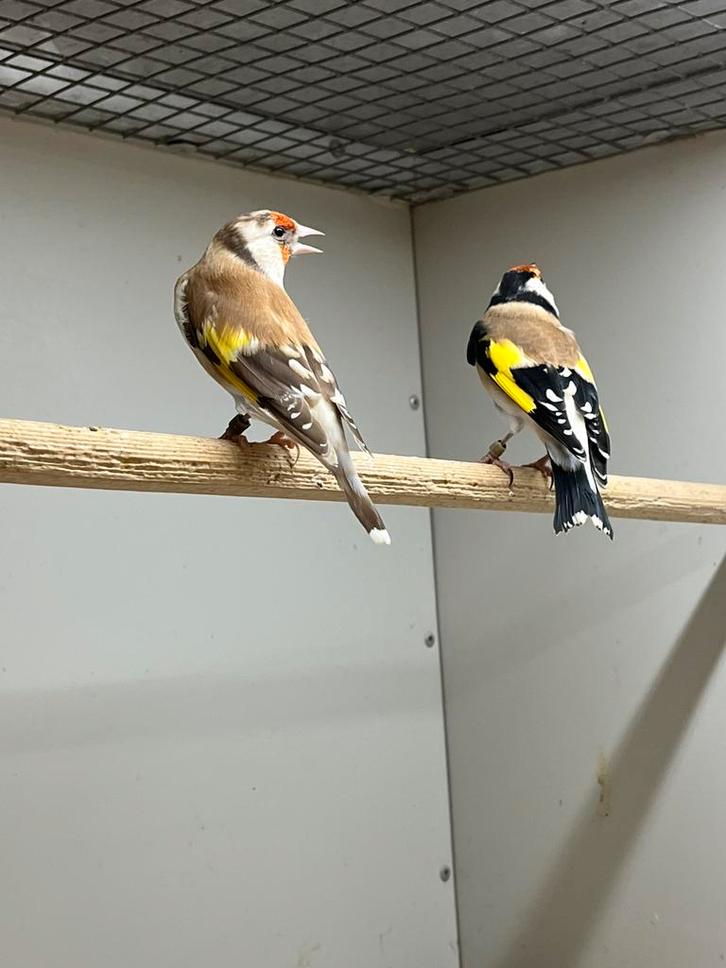 Majoor Putters Wildkleur & Witkeel, Dieren en Toebehoren, Vogels | Overige Vogels, Tropenvogel, Meerdere dieren, Geringd