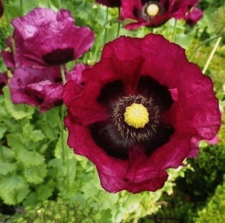 Papaver Somniferum zaden - Lauren's Grape, Tuin en Terras, Bloembollen en Zaden, Volle zon, Ophalen of Verzenden