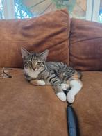 Poesje aangeboden, lees beschrijving alsjeblieft!, Dieren en Toebehoren, Katten en Kittens | Overige Katten, Poes, Kortharig, 0 tot 2 jaar