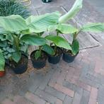 Musa velutina, Ophalen, Zomer, Overige soorten