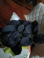 Coleus black prince siernetel, Huis en Inrichting, Kamerplanten, Overige soorten, Minder dan 100 cm, Ophalen of Verzenden, Halfschaduw