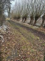 Knotwilg zelf afzagen