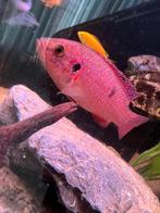 Hemichromis, Dieren en Toebehoren, Vissen | Aquariumvissen, Vis