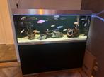 Oase highline optiwhite 400, Dieren en Toebehoren, Ophalen, Zo goed als nieuw, Gevuld zoetwateraquarium