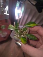 Philodendron Florida Beauty TC, Ophalen of Verzenden, Overige soorten, Volle zon