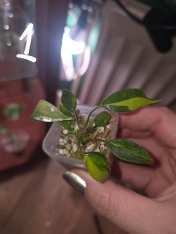 Philodendron Florida Beauty TC  beschikbaar voor biedingen