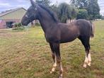 Aanhankelijk mooi gelders hengstveulen Obrian x Henkie, Dieren en Toebehoren, Paarden, Hengst, 160 tot 165 cm, Onbeleerd, Recreatiepaard