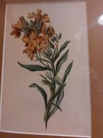 Aquarel Gerardine van de Sande Bakhuyzen, Ophalen of Verzenden