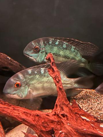 Hoplarchus psittacus jongen beschikbaar voor biedingen