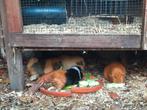 Cavia(s) gezocht - gecastreerd beertje of zeugjes, Dieren en Toebehoren, Knaagdieren, Januari, Meerdere dieren, Cavia