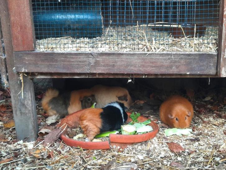 Cavia(s) gezocht - gecastreerd beertje of zeugjes, Dieren en Toebehoren, Knaagdieren, Meerdere dieren, Cavia, Januari