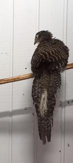 2x Jonge lady amherst fazant man, Dieren en Toebehoren, Pluimvee, Mannelijk, Overige soorten