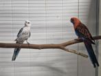 Pennant rosella's, Dieren en Toebehoren