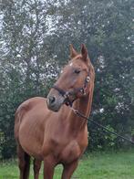 Drachtige fokmerrie v. Stakkato x Cambridge, Dieren en Toebehoren, Paarden, Merrie, Springpaard, 170 tot 175 cm, 11 jaar of ouder