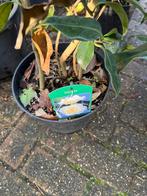 Camelia wit hoog 80 / 100 cm vol in knop bloeid einde winter, Ophalen, Lente, Vaste plant, Halfschaduw