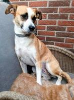 Mooie teefje vaan 3 jaar, Dieren en Toebehoren, Particulier, Buitenland, Teef, Eén hond