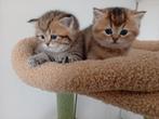 2 prachtige Britse Korthaar poesjes (Black golden shaded), Dieren en Toebehoren, Katten en Kittens | Raskatten | Korthaar, Poes