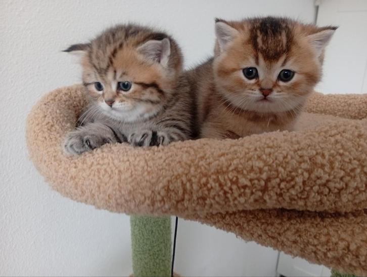 2 prachtige Britse Korthaar poesjes (Black golden shaded), Dieren en Toebehoren, Katten en Kittens | Raskatten | Korthaar, Poes