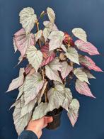 Begonia Two Face p14