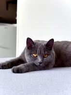 Britse korthaar vrouwtje 9 maanden incl haar benodigdheden., Dieren en Toebehoren, Katten en Kittens | Raskatten | Korthaar, Poes