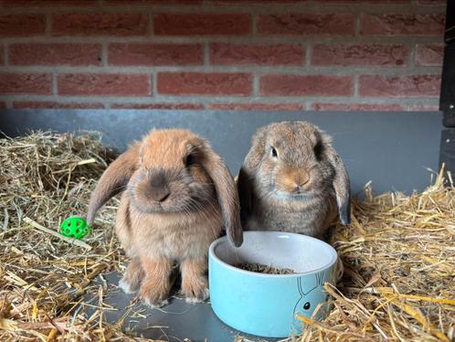 Konijnen, Dieren en Toebehoren, Konijnen