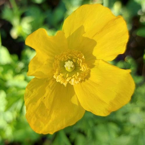 Meconopsis cambrica zaden, Tuin en Terras, Bloembollen en Zaden, Ophalen of Verzenden